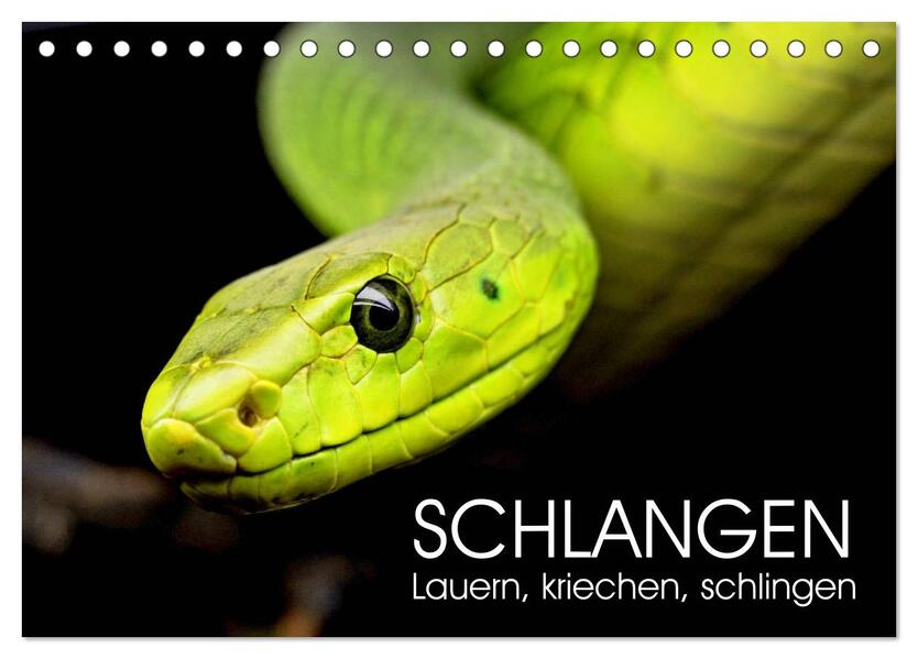 Schlangen. Lauern kriechen schlingen (Tischkalender 2024 DIN A5 quer) CALVENDO Monatskalender