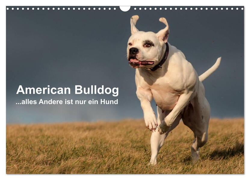 American Bulldog - alles Andere ist nur ein Hund (Wandkalender 2024 DIN A3 quer) CALVENDO Monatskalender