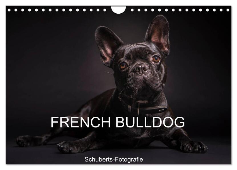 French Bulldog (Wandkalender 2024 DIN A4 quer) CALVENDO Monatskalender