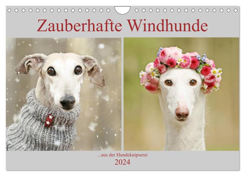Zauberhafte Windhunde (Wandkalender 2024 DIN A4 quer) CALVENDO Monatskalender