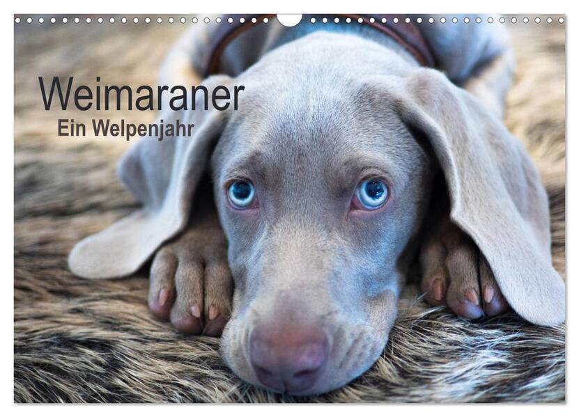 Weimaraner - Ein Welpenjahr (Wandkalender 2024 DIN A3 quer) CALVENDO Monatskalender