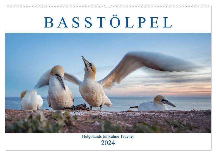 Basstölpel - Helgolands tollkühne Taucher (Wandkalender 2024 DIN A2 quer) CALVENDO Monatskalender - Norman Preißler