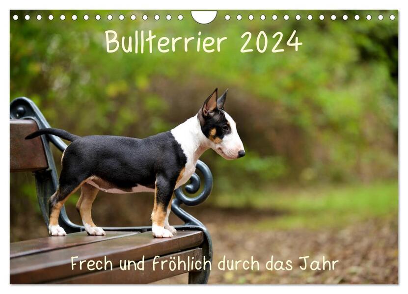 Bullterrier 2024 Frech und fröhlich durch das Jahr (Wandkalender 2024 DIN A4 quer) CALVENDO Monatskalender