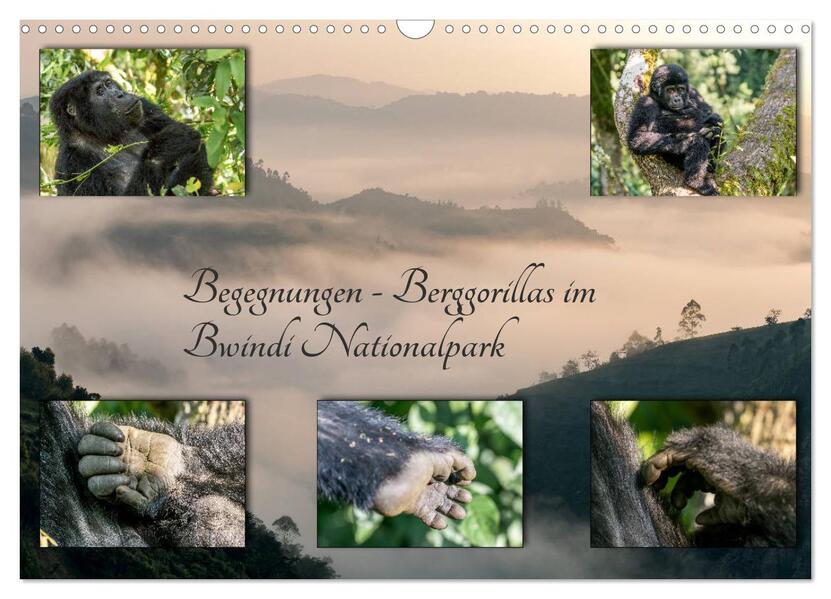 Begegnungen - Berggorillas im Bwindi Nationalpark (Wandkalender 2024 DIN A3 quer) CALVENDO Monatskalender