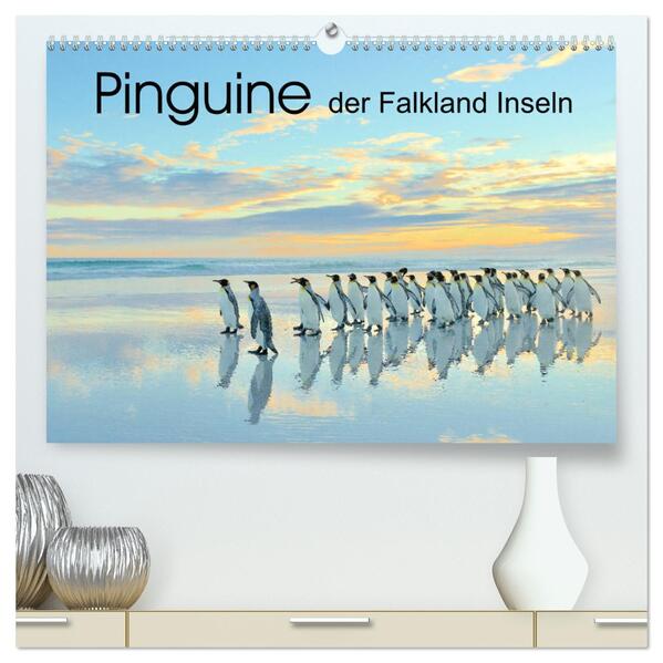 Pinguine der Falkland Inseln (hochwertiger Premium Wandkalender 2024 DIN A2 quer) Kunstdruck in Hochglanz