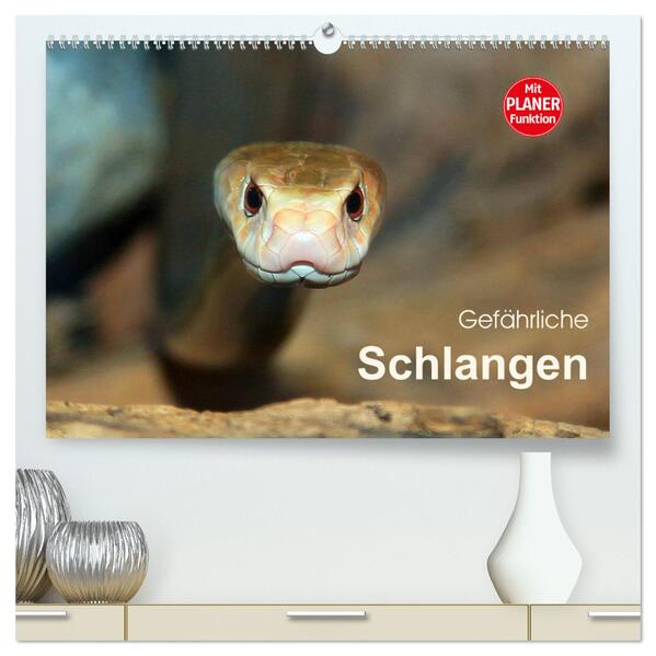 Gefährliche Schlangen (hochwertiger Premium Wandkalender 2024 DIN A2 quer) Kunstdruck in Hochglanz