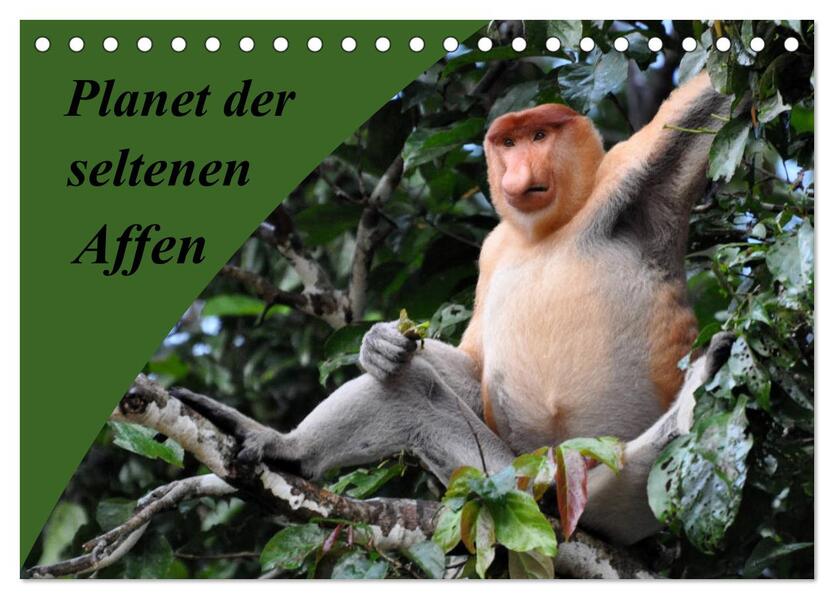 Planet der seltenen Affen (Tischkalender 2024 DIN A5 quer) CALVENDO Monatskalender