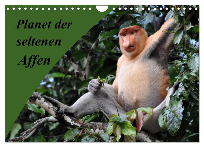 Planet der seltenen Affen (Wandkalender 2024 DIN A4 quer) CALVENDO Monatskalender