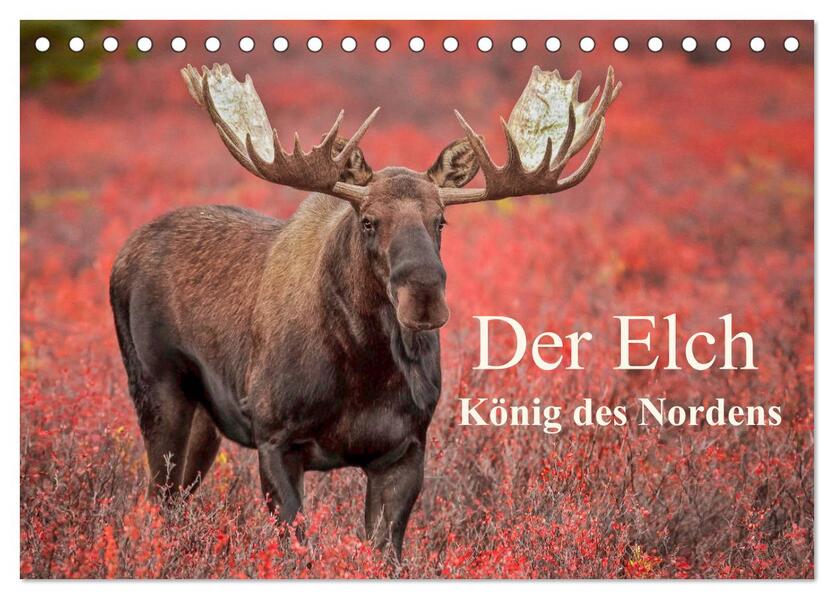 Der Elch - König des Nordens (Tischkalender 2024 DIN A5 quer) CALVENDO Monatskalender