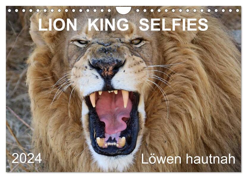 LION KING SELFIES Löwen hautnah (Wandkalender 2024 DIN A4 quer) CALVENDO Monatskalender