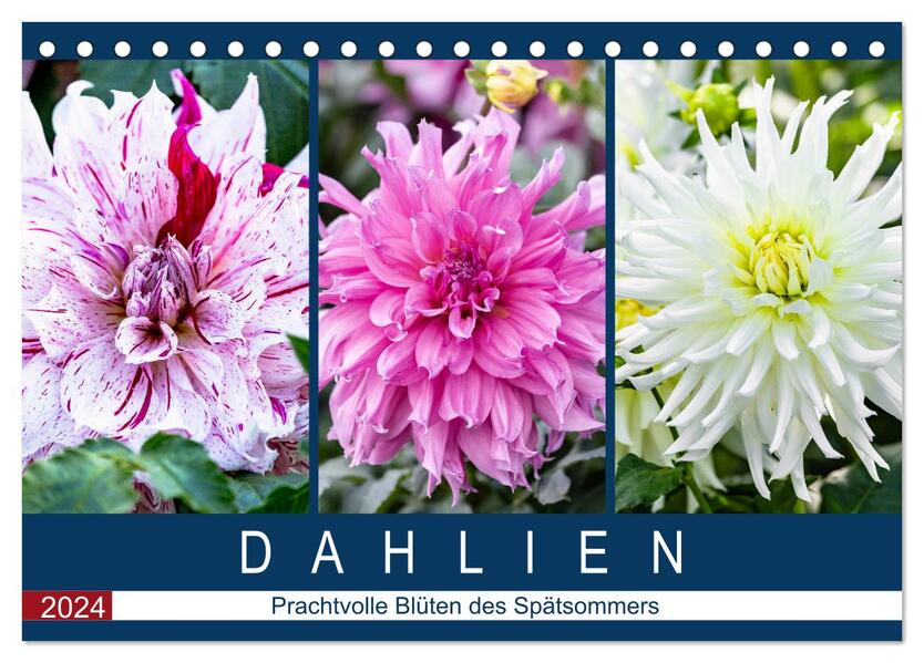 Dahlien - Prachtvolle Blüten des Spätsommers (Tischkalender 2024 DIN A5 quer) CALVENDO Monatskalender