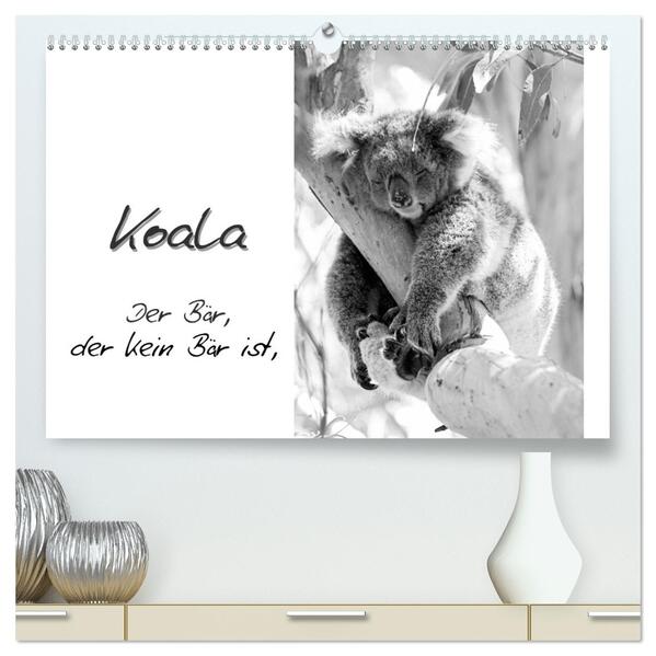 Koala Ein Bär der kein Bär ist (hochwertiger Premium Wandkalender 2024 DIN A2 quer) Kunstdruck in Hochglanz