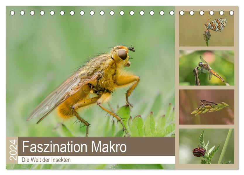 Faszination Makro - Die Welt der Insekten (Tischkalender 2024 DIN A5 quer) CALVENDO Monatskalender