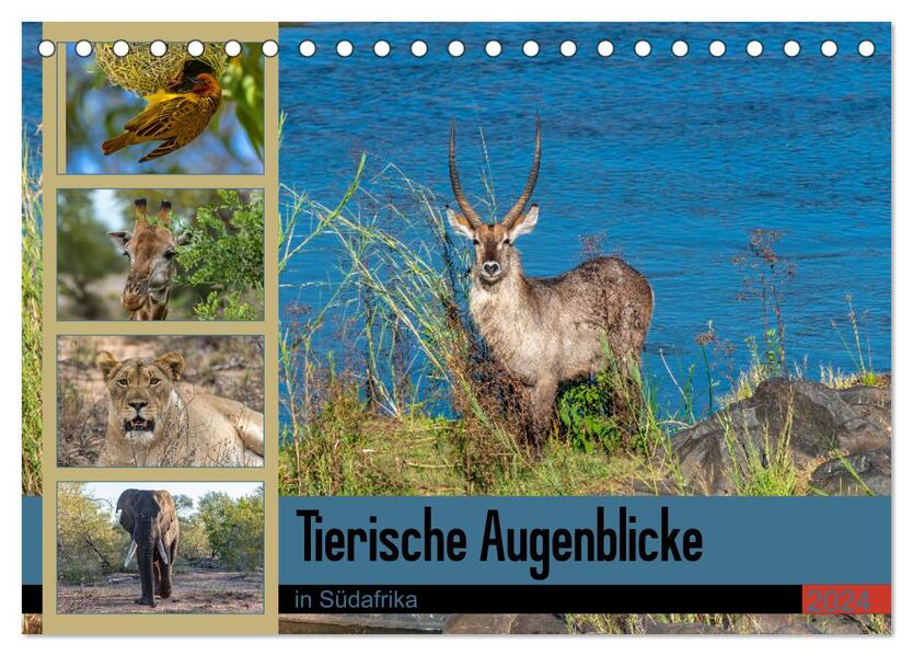 Tierische Augenblicke in Südafrika (Tischkalender 2024 DIN A5 quer) CALVENDO Monatskalender