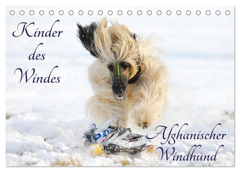 Kinder des Windes - Afghanischer Windhund (Tischkalender 2024 DIN A5 quer) CALVENDO Monatskalender
