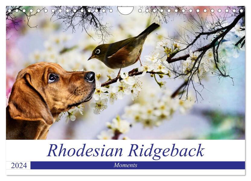 Rhodesian Ridgeback - Moments (Wandkalender 2024 DIN A4 quer) CALVENDO Monatskalender