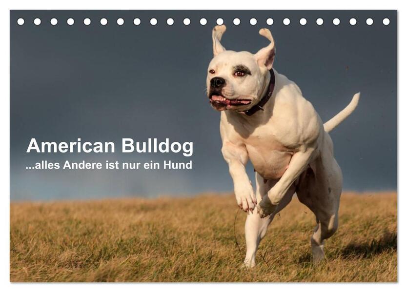 American Bulldog - alles Andere ist nur ein Hund (Tischkalender 2024 DIN A5 quer) CALVENDO Monatskalender