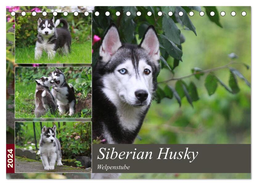 Siberian Husky - Welpenstube (Tischkalender 2024 DIN A5 quer) CALVENDO Monatskalender