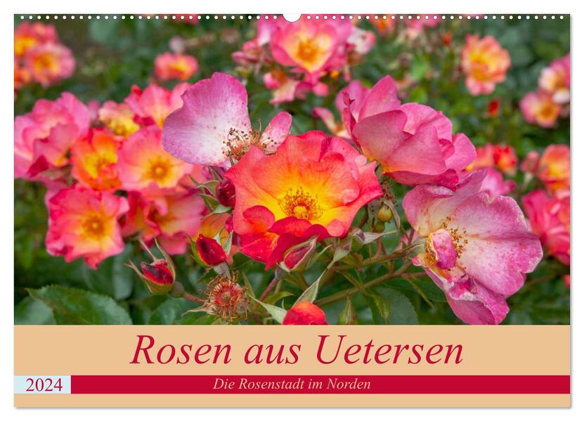 Rosen aus Uetersen (Wandkalender 2024 DIN A2 quer) CALVENDO Monatskalender