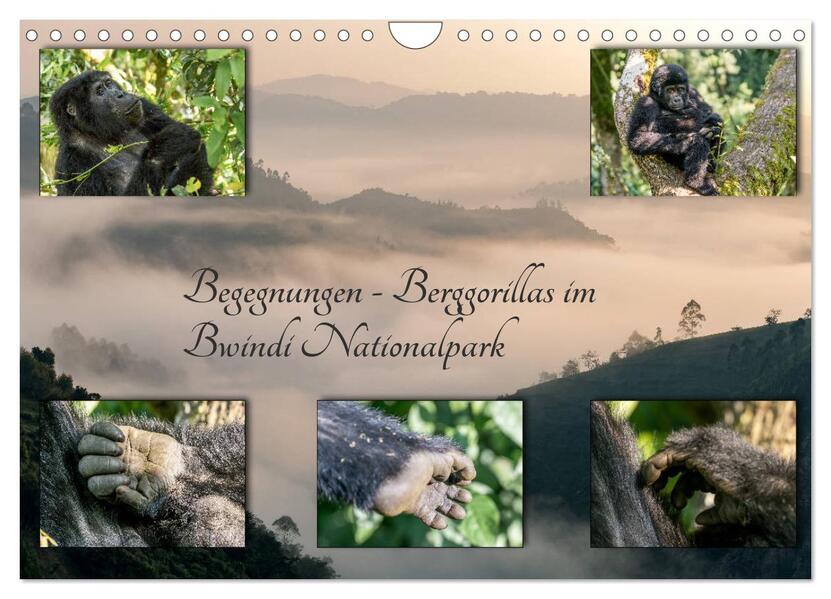Begegnungen - Berggorillas im Bwindi Nationalpark (Wandkalender 2024 DIN A4 quer) CALVENDO Monatskalender