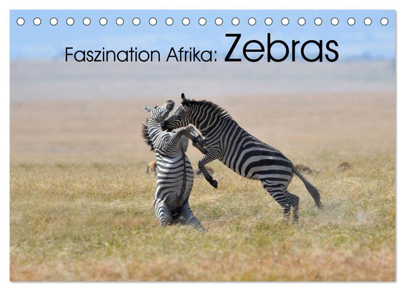 Faszination Afrika: Zebras (Tischkalender 2024 DIN A5 quer) CALVENDO Monatskalender