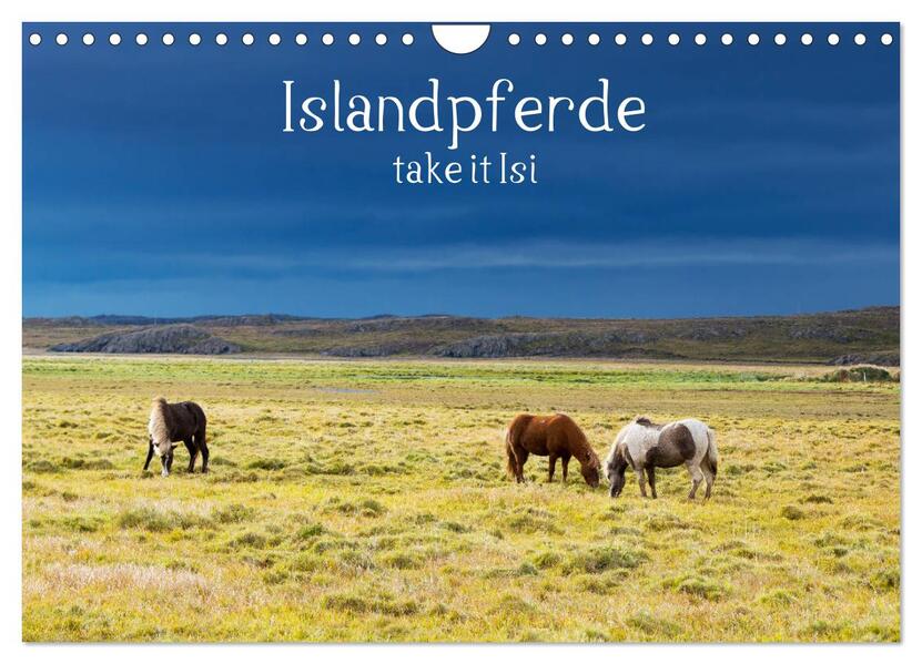 Islandpferde take it Isi (Wandkalender 2024 DIN A4 quer) CALVENDO Monatskalender