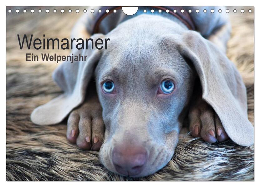 Weimaraner - Ein Welpenjahr (Wandkalender 2024 DIN A4 quer) CALVENDO Monatskalender