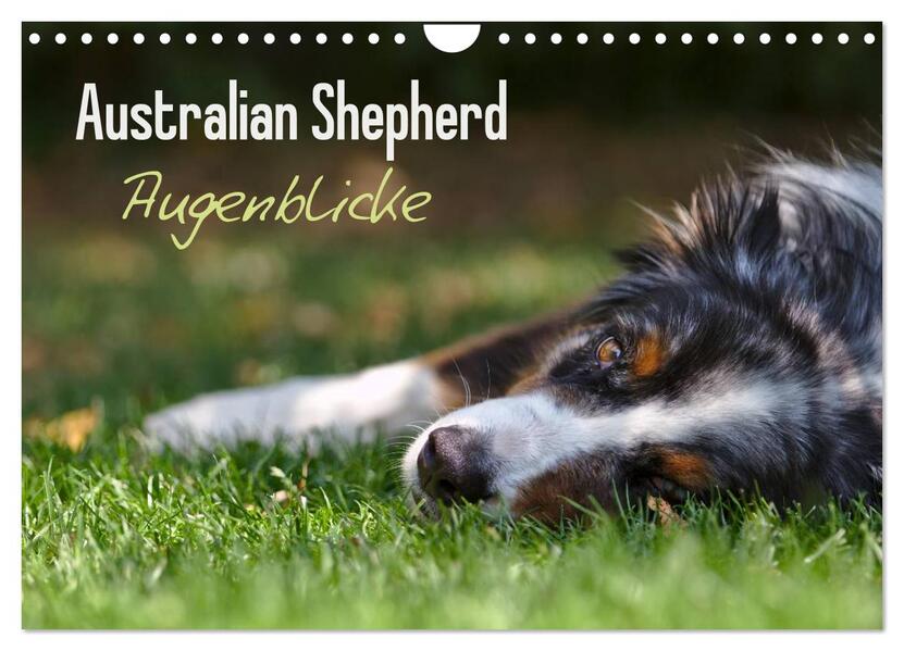 Australian Shepherd - Augenblicke (Wandkalender 2024 DIN A4 quer) CALVENDO Monatskalender
