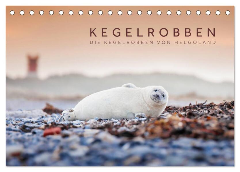 Kegelrobben - Die Kegelrobben von Helgoland (Tischkalender 2024 DIN A5 quer) CALVENDO Monatskalender