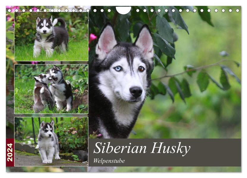 Siberian Husky - Welpenstube (Wandkalender 2024 DIN A4 quer) CALVENDO Monatskalender
