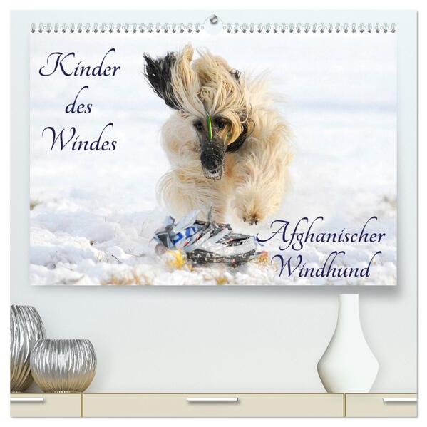 Kinder des Windes - Afghanischer Windhund (hochwertiger Premium Wandkalender 2024 DIN A2 quer) Kunstdruck in Hochglanz