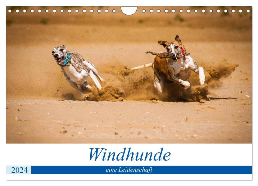 Windhunde - eine Leidenschaft (Wandkalender 2024 DIN A4 quer) CALVENDO Monatskalender