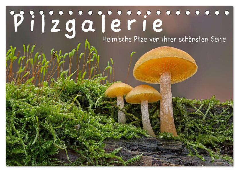 Pilzgalerie - Heimische Pilze von ihrer schönsten Seite (Tischkalender 2024 DIN A5 quer) CALVENDO Monatskalender