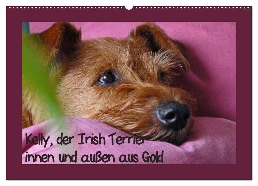 Kelly der Irish Terrier - innen und außen aus Gold (Wandkalender 2024 DIN A2 quer) CALVENDO Monatskalender