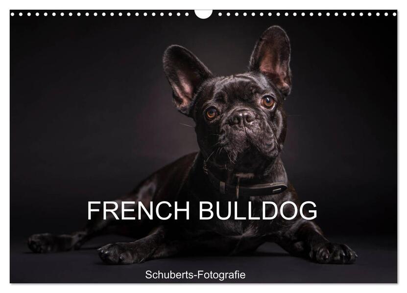 French Bulldog (Wandkalender 2024 DIN A3 quer) CALVENDO Monatskalender