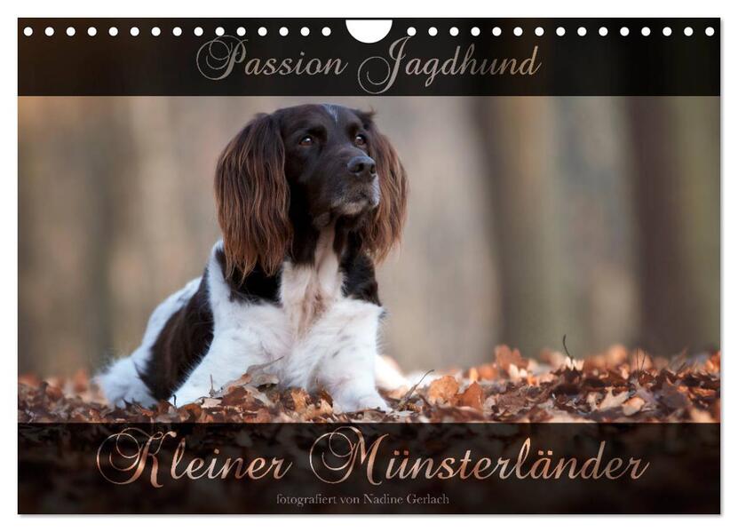 Passion Jagdhund - Kleiner Münsterländer (Wandkalender 2024 DIN A4 quer) CALVENDO Monatskalender