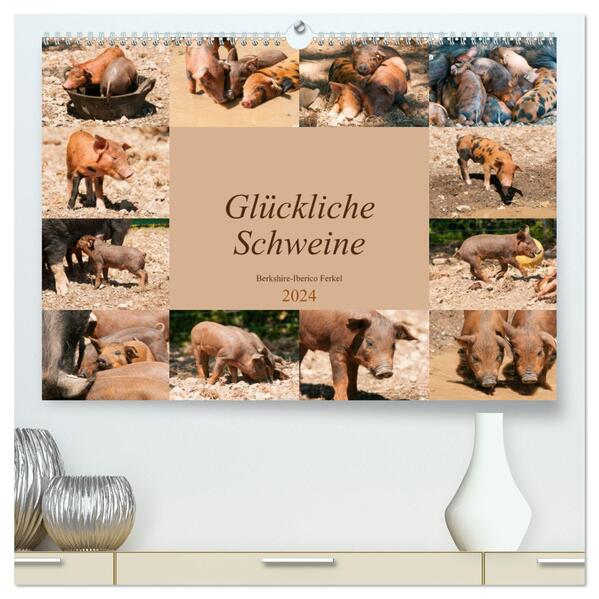Glückliche Schweine Berkshire-Iberico Ferkel (hochwertiger Premium Wandkalender 2024 DIN A2 quer) Kunstdruck in Hochglanz