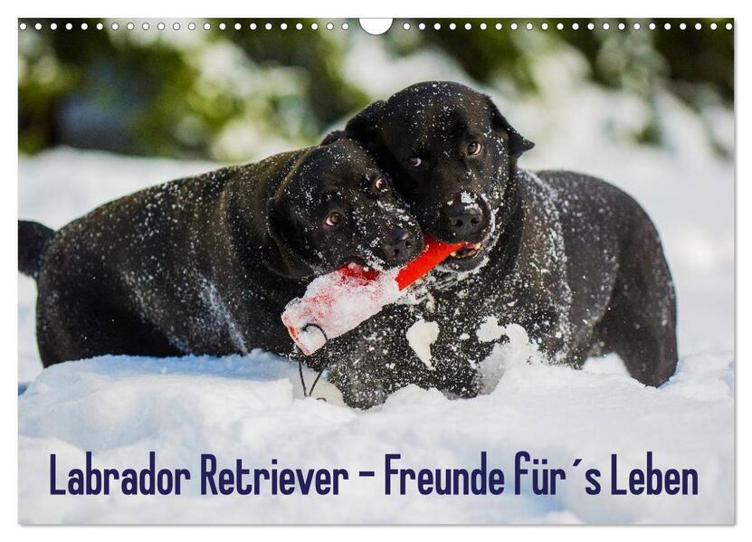 Labrador Retriever - Freunde fürs Leben (Wandkalender 2024 DIN A3 quer) CALVENDO Monatskalender
