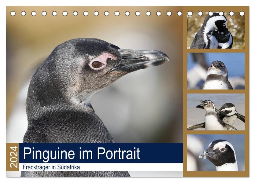 Pinguine im Portrait - Frackträger in Südafrika (Tischkalender 2024 DIN A5 quer) CALVENDO Monatskalender
