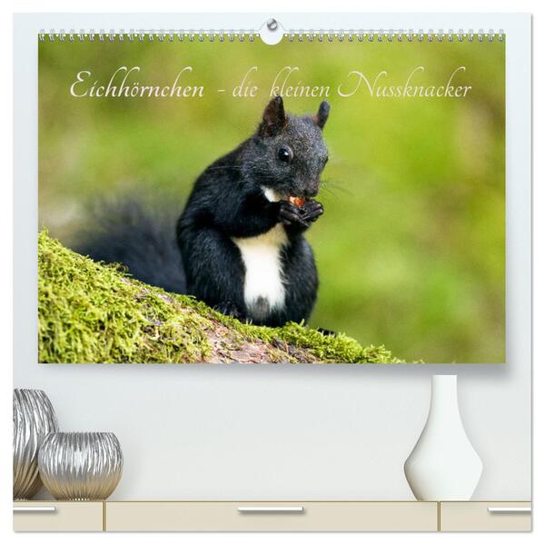 Eichhörnchen - die kleinen Nussknacker (hochwertiger Premium Wandkalender 2024 DIN A2 quer) Kunstdruck in Hochglanz