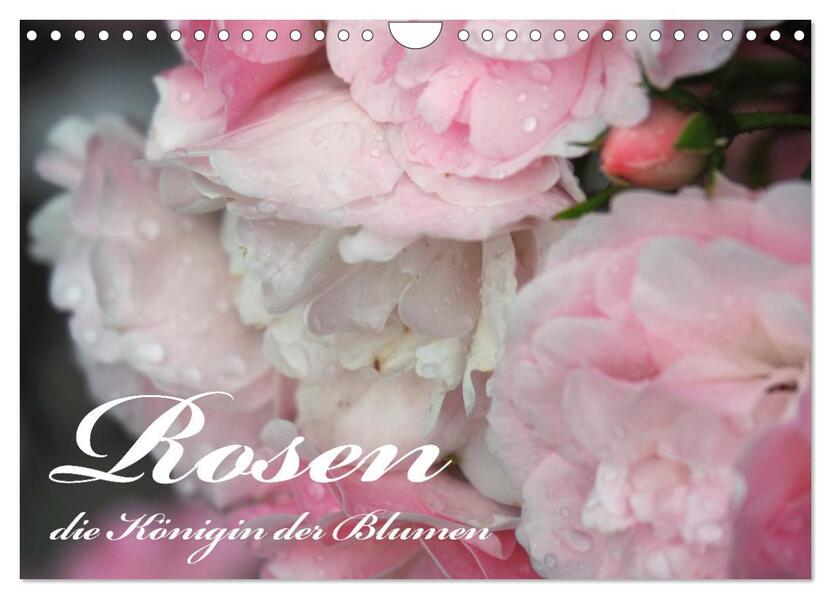Rosen die Königin der Blumen (Wandkalender 2024 DIN A4 quer) CALVENDO Monatskalender