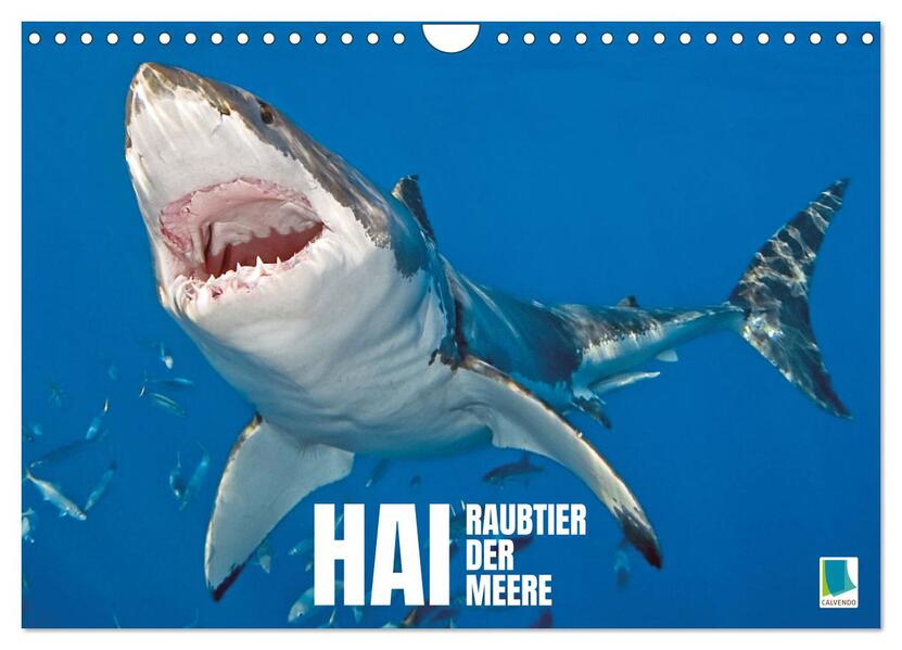 Hai: Raubtier der Meere (Wandkalender 2024 DIN A4 quer) CALVENDO Monatskalender