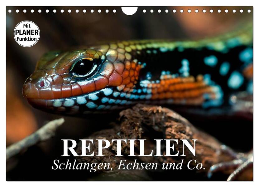 Reptilien. Schlangen Echsen und Co. (Wandkalender 2024 DIN A4 quer) CALVENDO Monatskalender