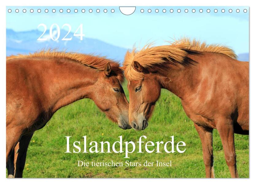 Islandpferde - Die tierischen Stars der Insel (Wandkalender 2024 DIN A4 quer) CALVENDO Monatskalender