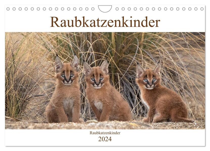 Raubkatzenkinder (Wandkalender 2024 DIN A4 quer) CALVENDO Monatskalender