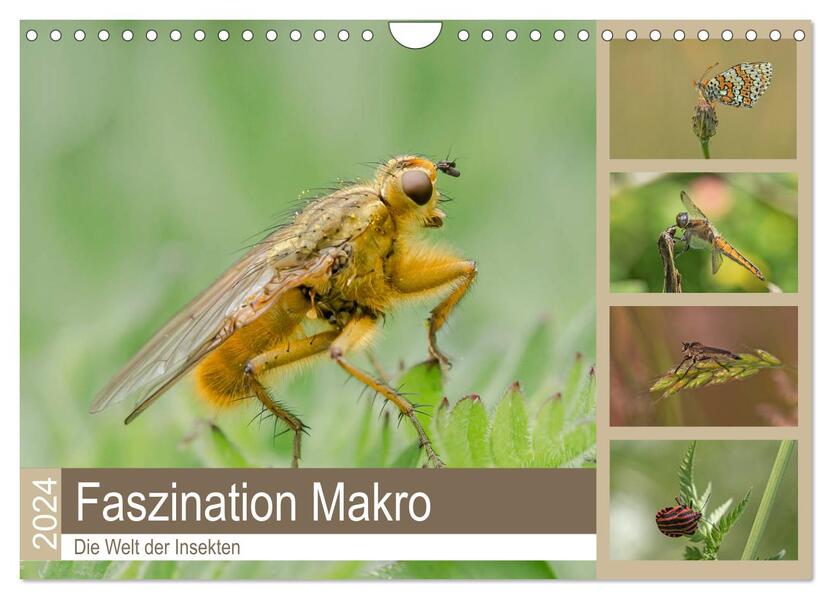 Faszination Makro - Die Welt der Insekten (Wandkalender 2024 DIN A4 quer) CALVENDO Monatskalender
