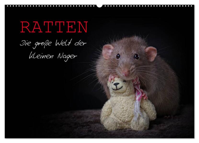 Ratten. Die große Welt der kleinen Nager (Wandkalender 2024 DIN A2 quer) CALVENDO Monatskalender
