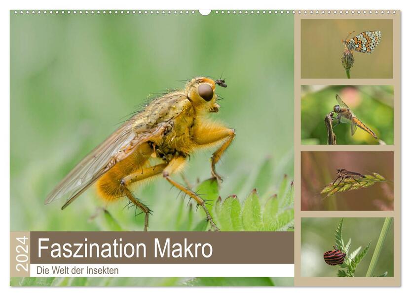 Faszination Makro - Die Welt der Insekten (Wandkalender 2024 DIN A2 quer) CALVENDO Monatskalender