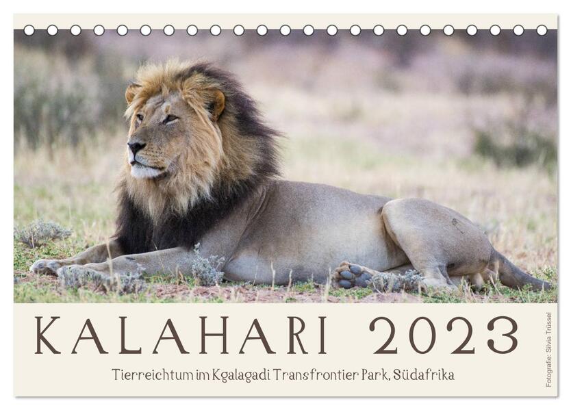 Kalahari - Tierreichtum im Kgalagadi Transfrontier Park Südafrika (Tischkalender 2024 DIN A5 quer) CALVENDO Monatskalender