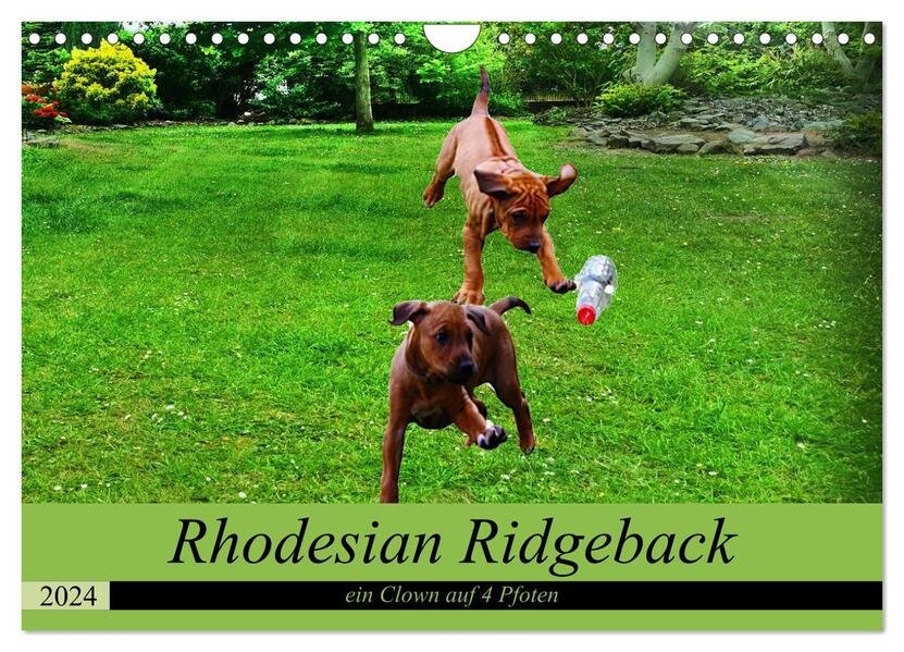 Rhodesian Ridgeback ein Clown auf 4 Pfoten (Wandkalender 2024 DIN A4 quer) CALVENDO Monatskalender